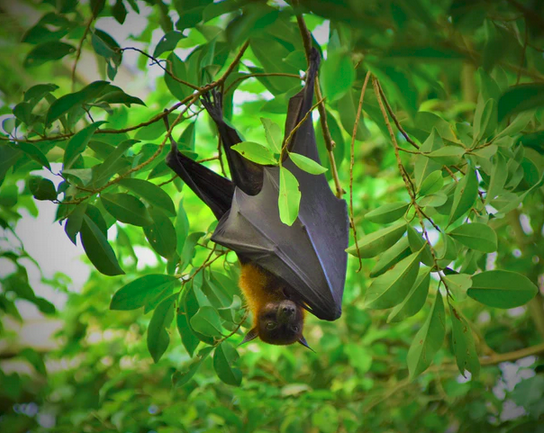 Moving Beyond a Fear of Bats – The Curio-city Collective
